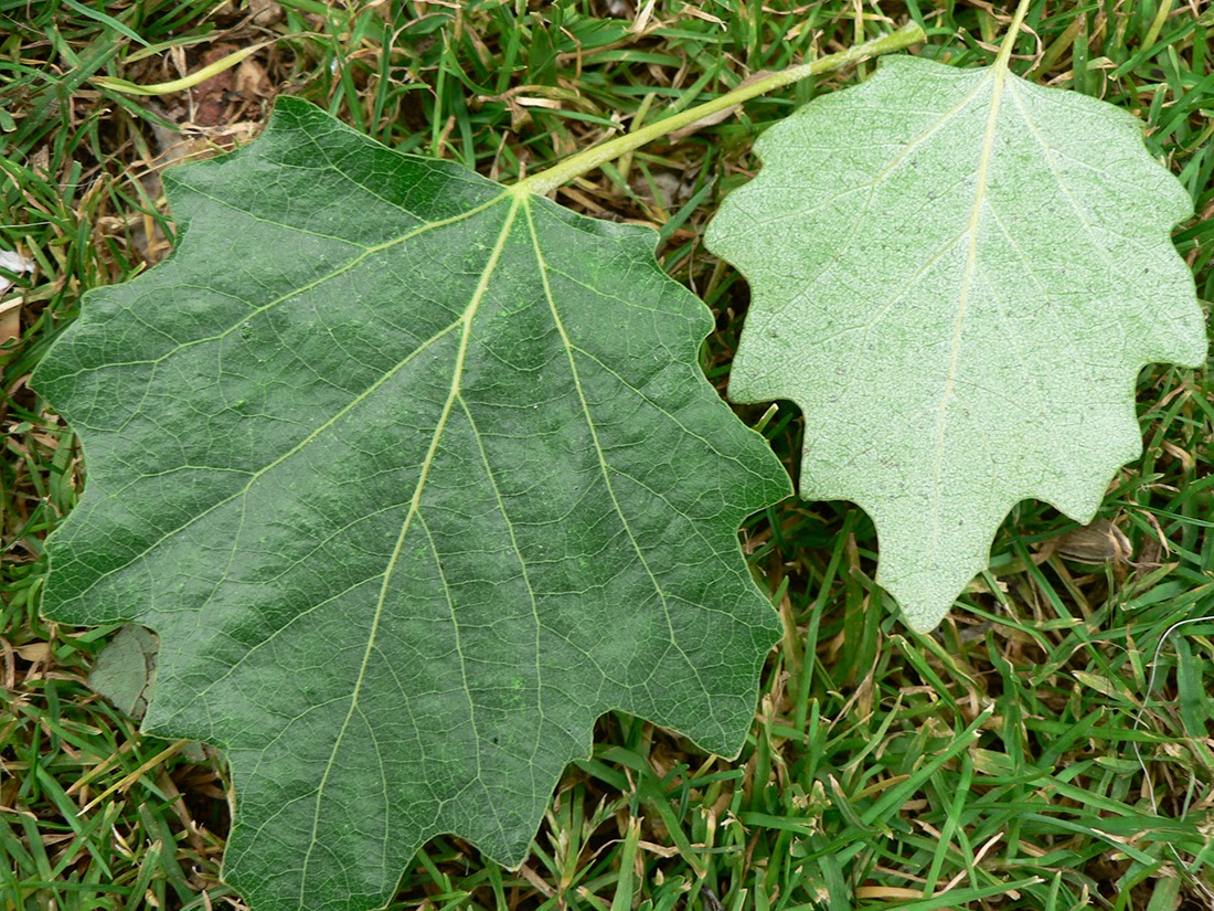 Придорожный листья. Тополь сереющий листья. Осина крупнозубчатая. Populus Alba Тополь белый. Тополь сереющий - Populus canescens.