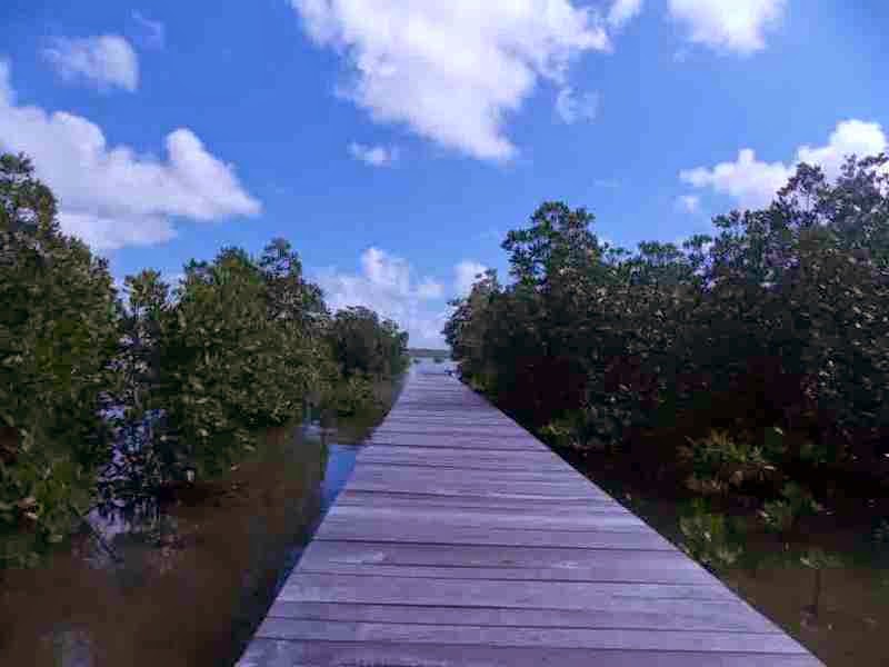 Hutan Mangrove Karimunjawa - Tracking mangrove