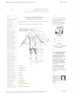 Muscular System Diagram ~ X MIKE