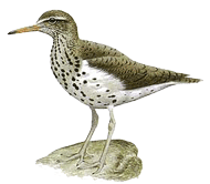 About Sandpiper