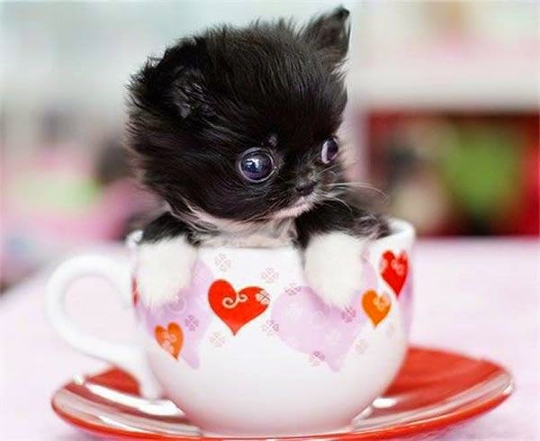 Pet&rsquo;s We Love: Top 5 Most Adorable Teacup Cats
