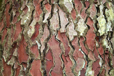 Pycnogenol