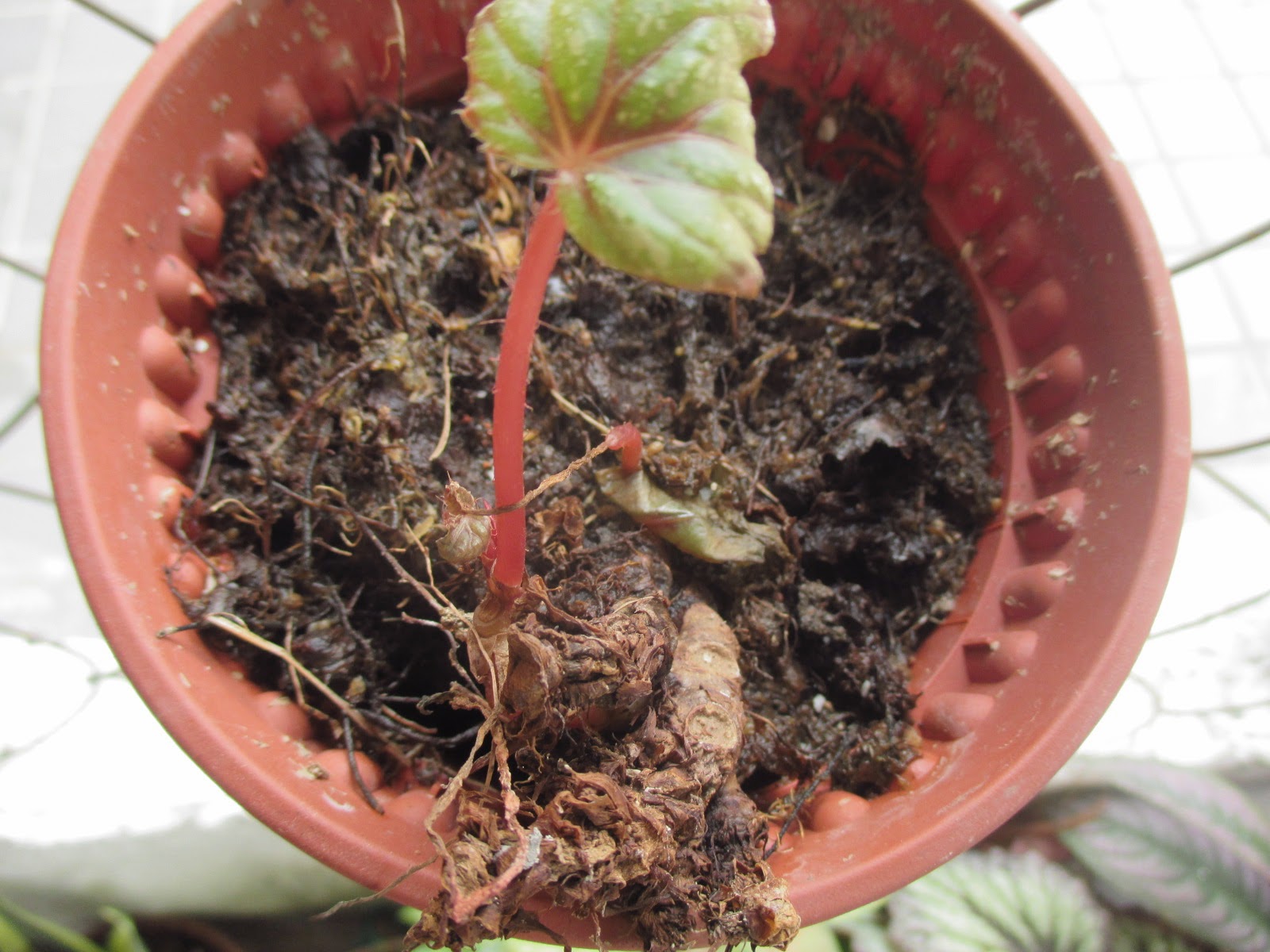 Garden Chronicles of James David Propagating Rhizome Begonias