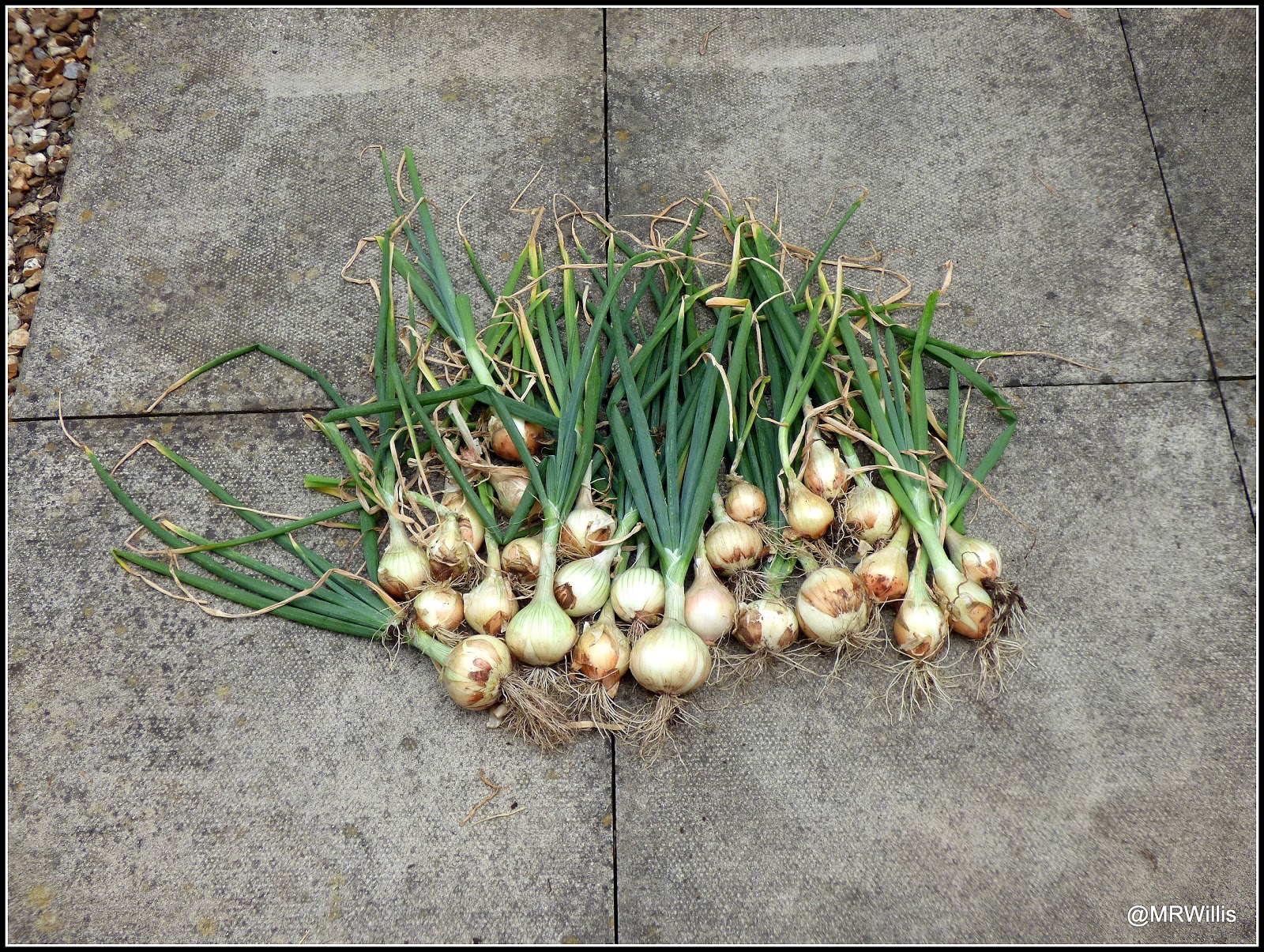 Mark's Veg Plot Lifting onions (and potatoes)