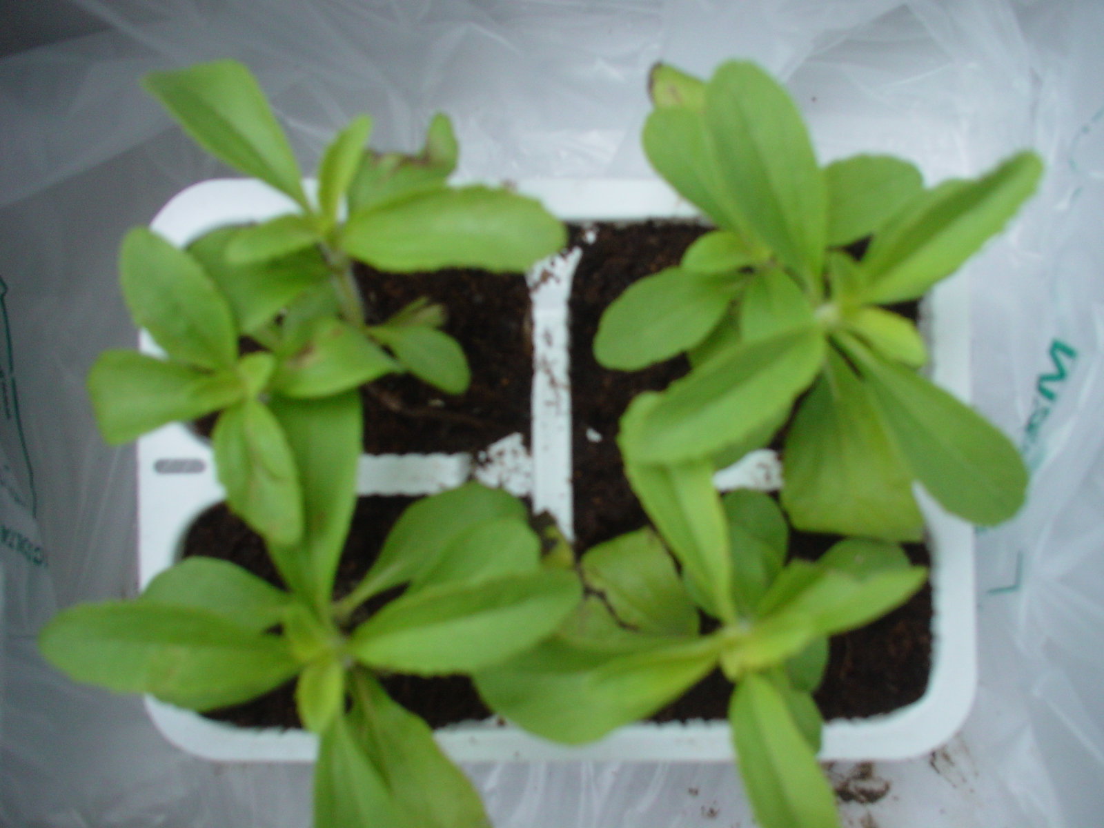 Stevia Point International Stevia Rebaudiana How to grow