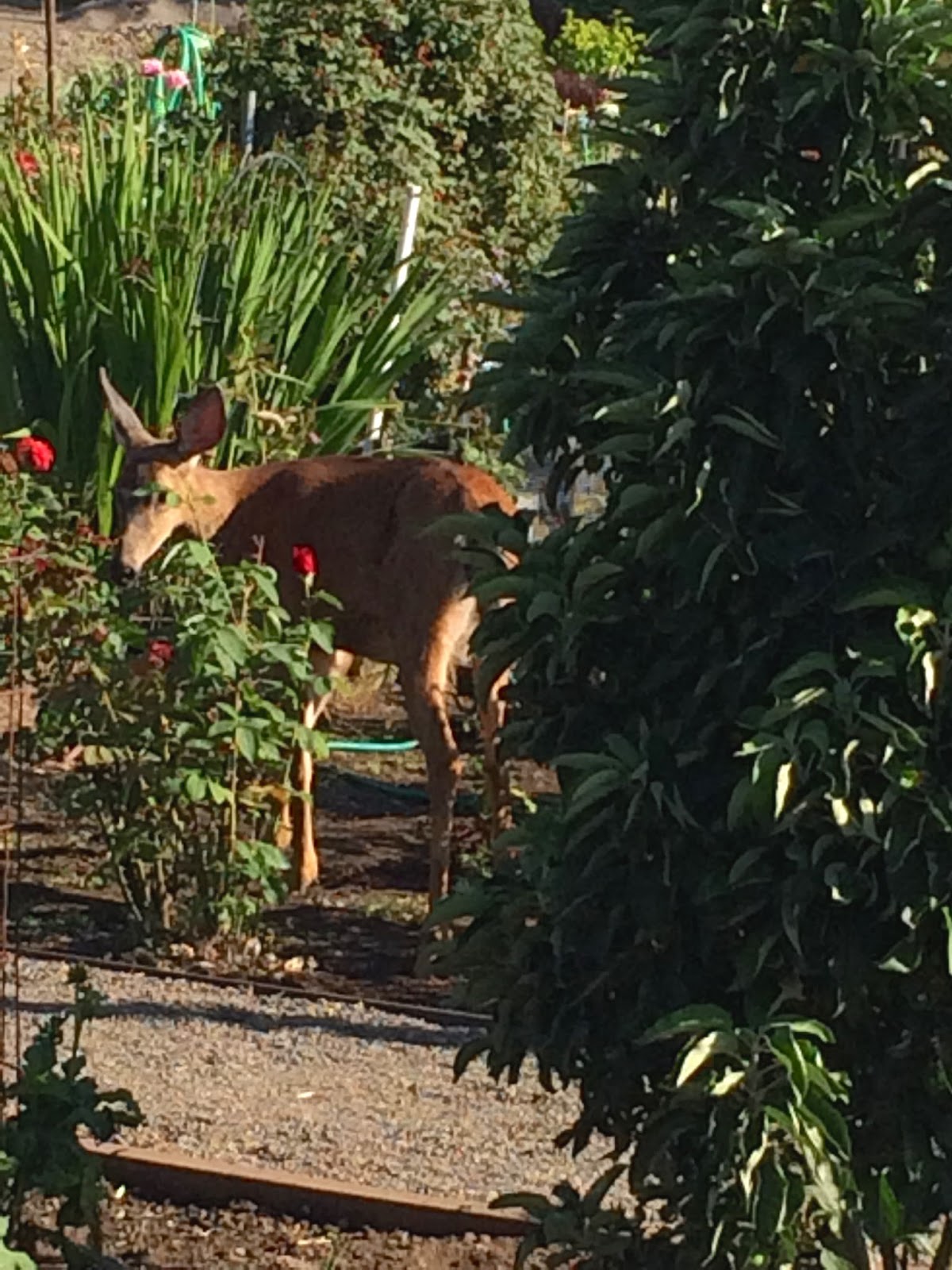 Hal Brown's Blog Purloined raspberries A deer up close and personal