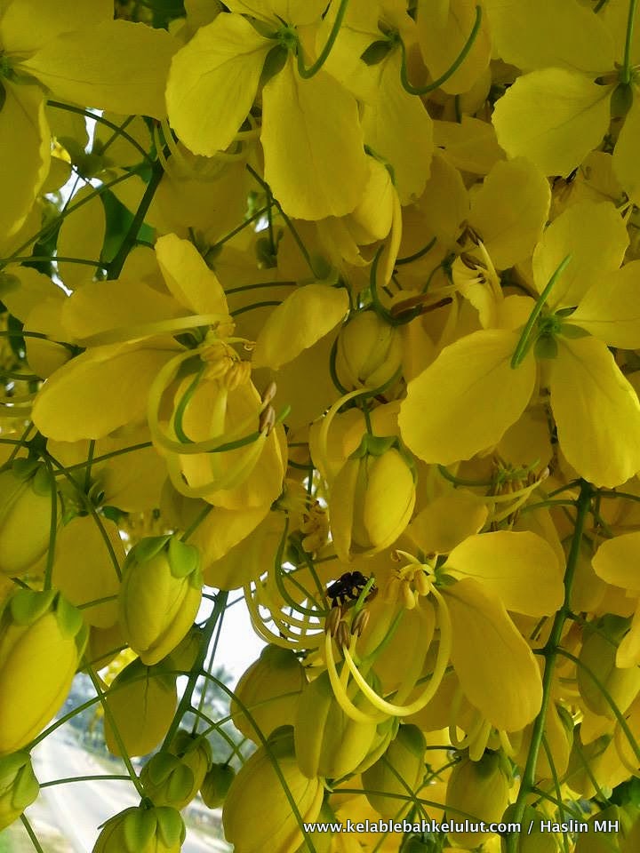 Pokok Bunga Kelulut - Cassia fistula (Golden Shower) - Kelab Lebah Kelulut