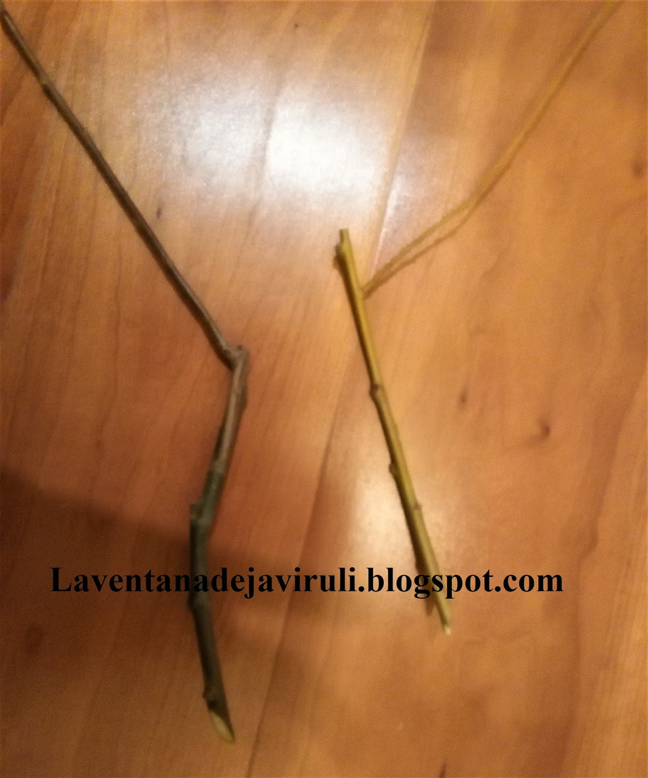 LA VENTANA DE JAVIRULI MULTIPLICAR SAUCE LLORON (Salix babylonica) POR