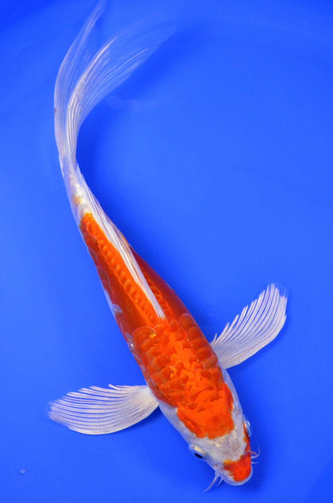 koi-pond-fish-online-retailers.jpg