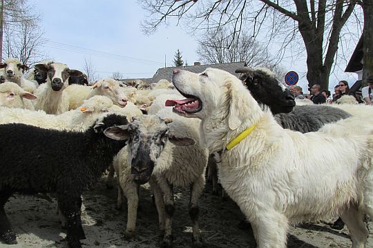 Tradycyjnie pasterzy wspomaga pies pasterski.