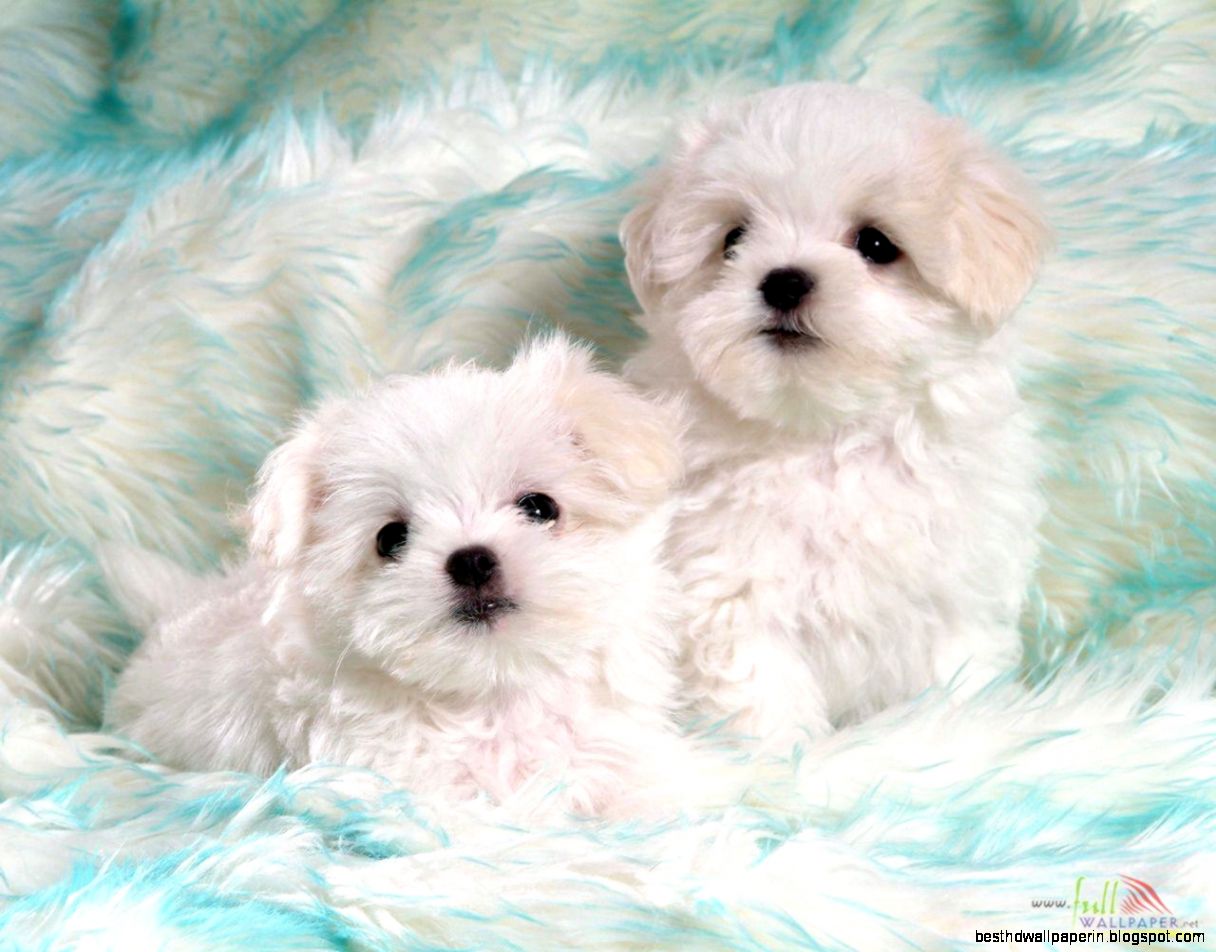 Cute Baby Puppies