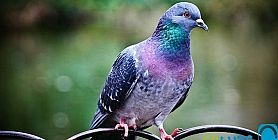 بيع حمامة فى مزاد كويتى بمبلغ 286 ألف ريال