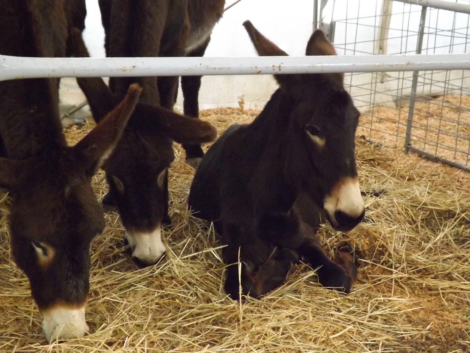 BeyondThePale: Agricultural Fair