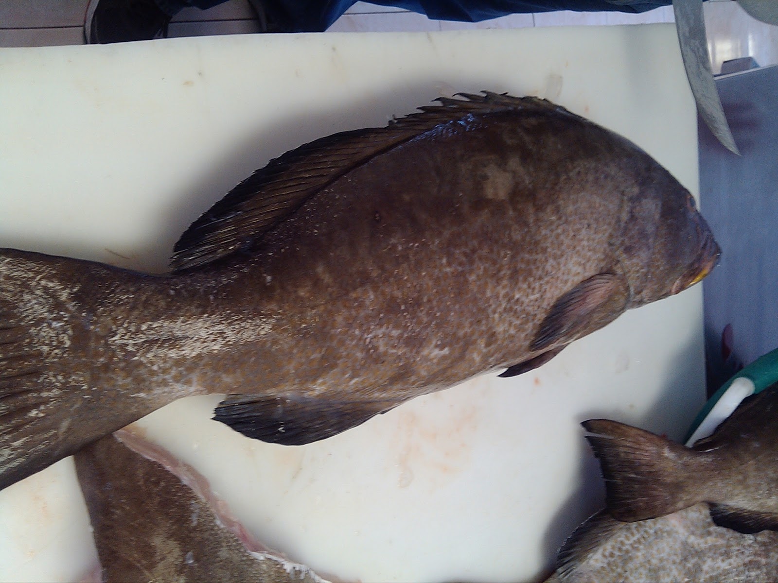 Buyinggrouper on boat or seafood market?
