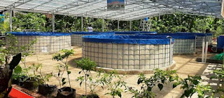 Ternak Lele Bioflok Ternak Lele Bioflok