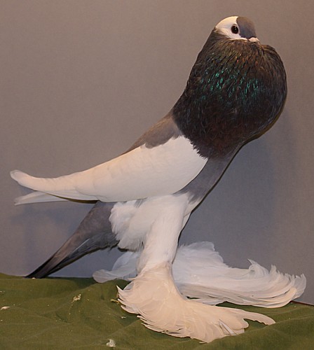 Most Beautifull Reversewing Pouter Pigeon