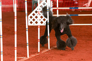 Evan Weaving at the November 2011 AKC Agility Trail Jumps and Weaves