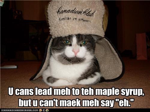 Image result for maple syrup meme