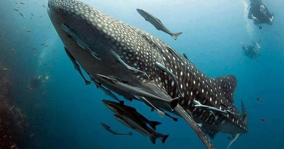 46+ Gambar Ikan Hiu Terbesar Di Dunia, Baru!