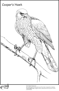 cooper hawk coloring pages