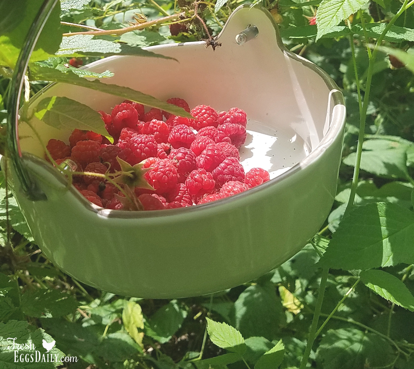 Canning 101 Easy Fresh Raspberry Jam Fresh Eggs Daily®