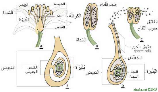 حوسبة منااهج