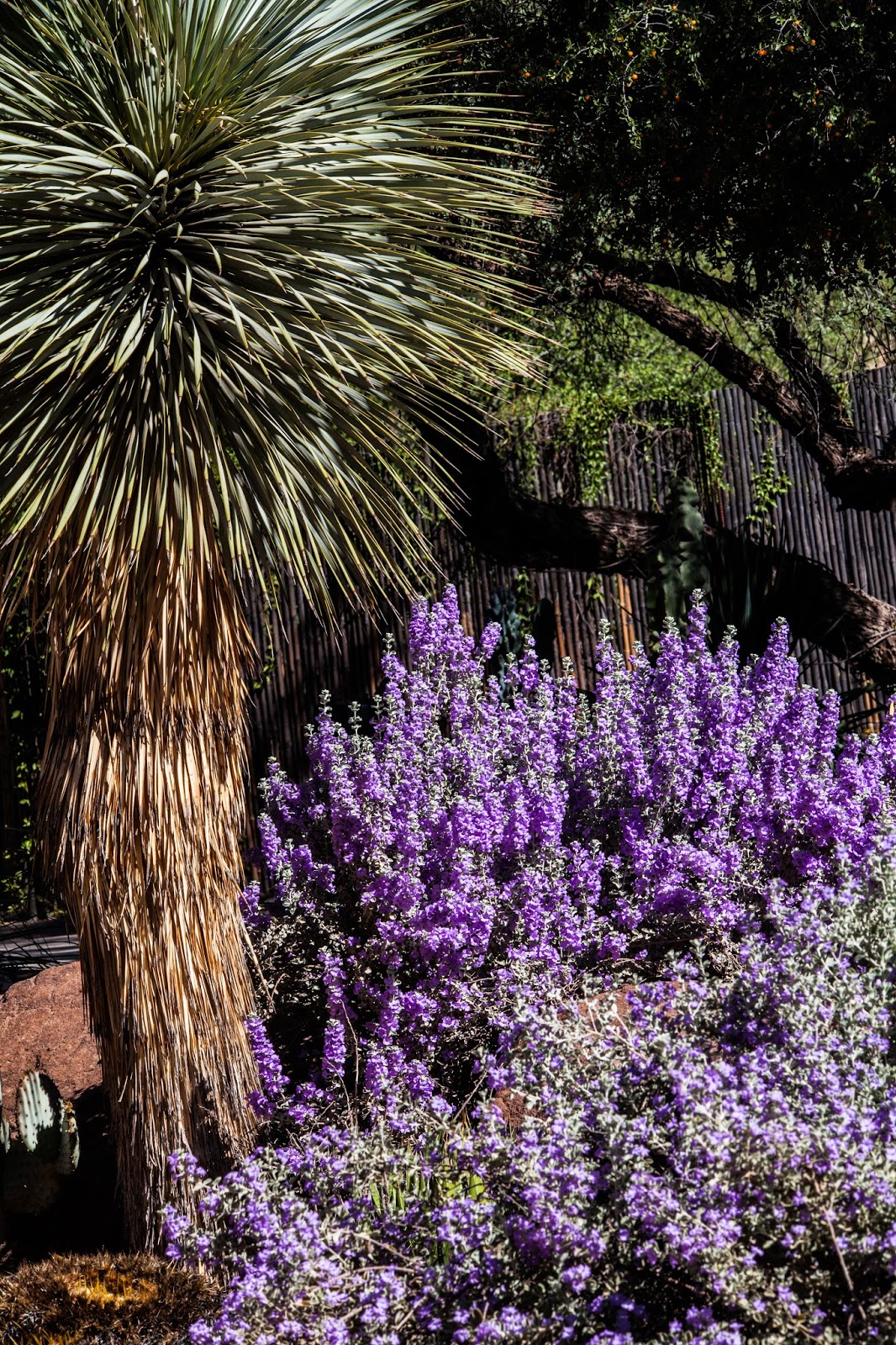 Walking Arizona Purple Sage