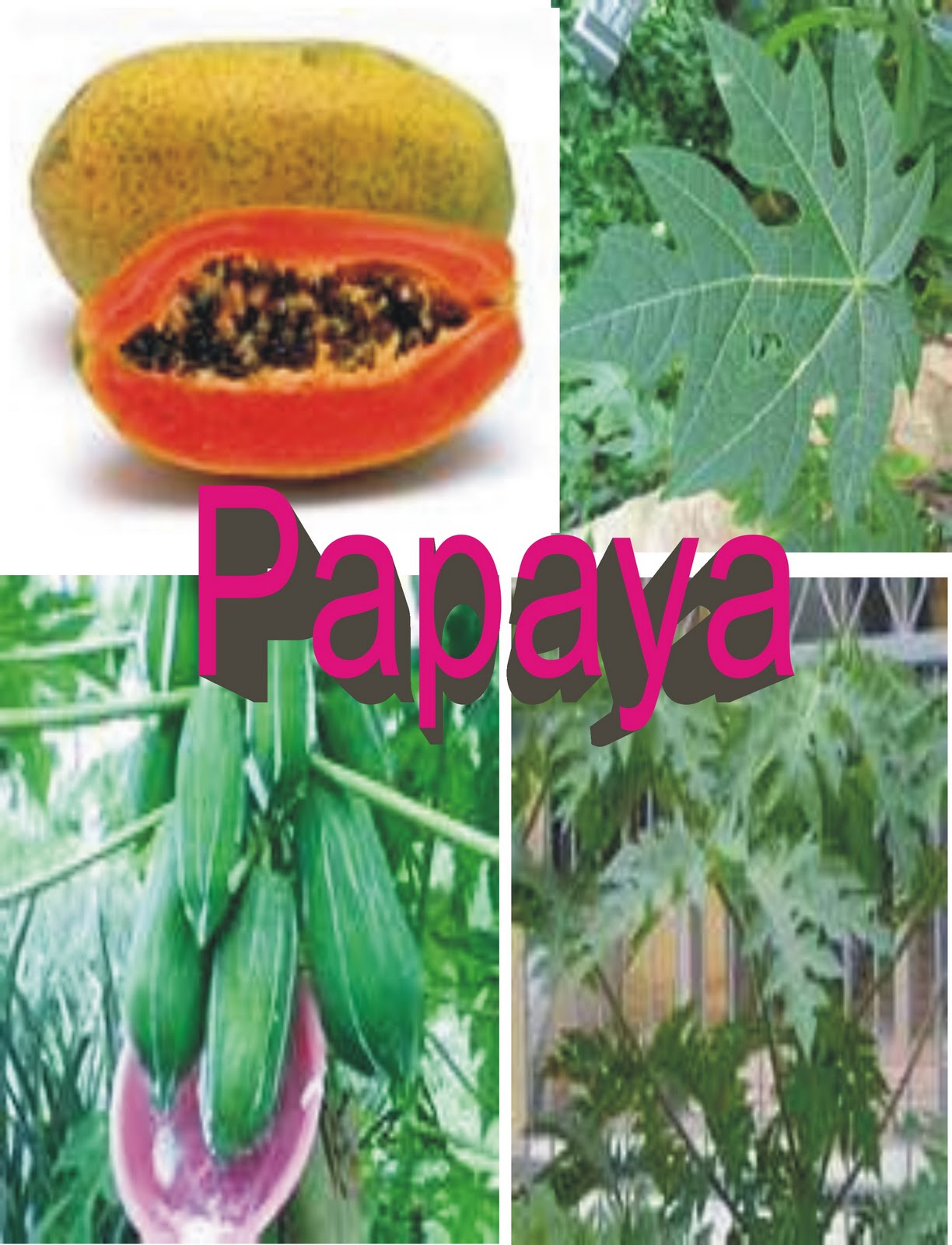 Disease Here are some of the benefits of papaya leaves that