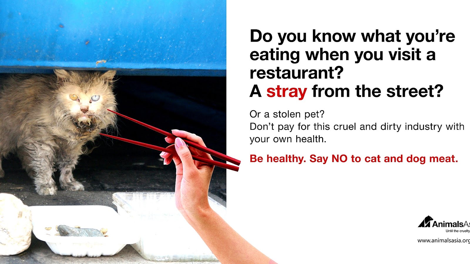 What Can Cats Eat Human Food Cat Choices