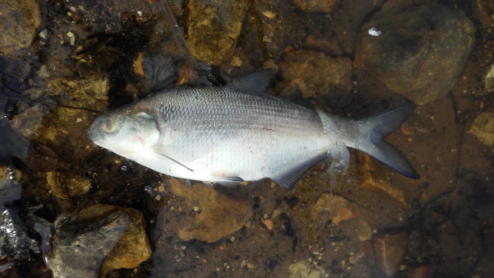 The Big Gear Birding by bike 2331 March 2018 Ode to gizzard shad