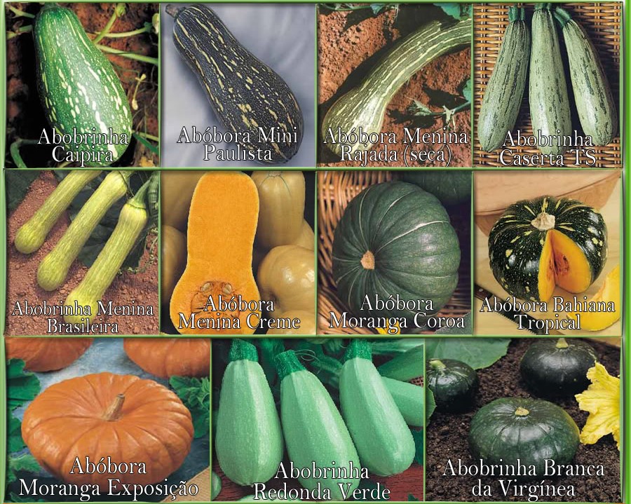Lider Agronomia Abóboras Lider Agronomia Abóboras