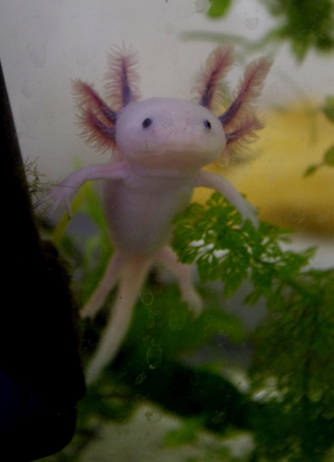Axolotl