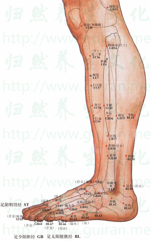 豐隆穴位 | 豐隆穴痛位置 - 穴道按摩經絡圖解 | Source:zhentuiyixue.com