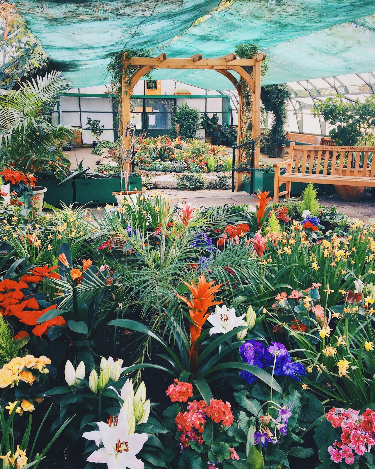 exotic flowers in greenhouse with wooden arch