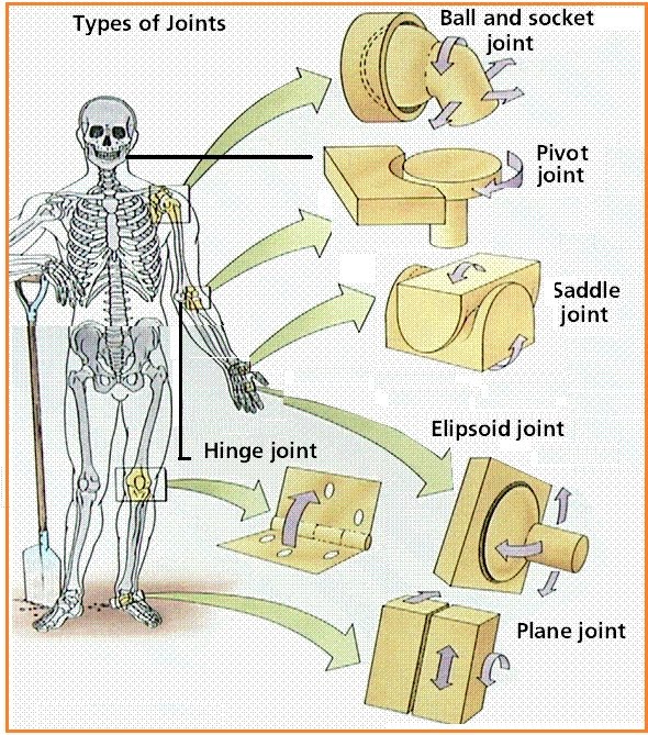 Osteoartroza genunchiului medicamente pentru tratamentul de 1 grad