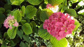 Garden Muses Not Another Toronto Gardening Blog Allan Gardens