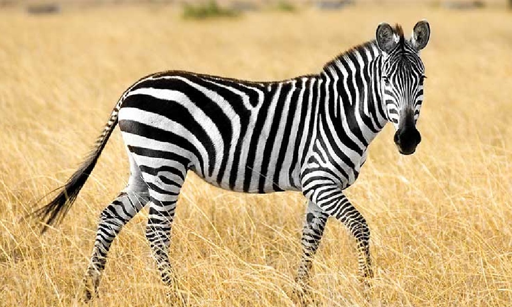 Mimpi Zebra Menurut Primbon Arti Mimpi Mimpi Zebra Menurut Primbon Arti Mimpi