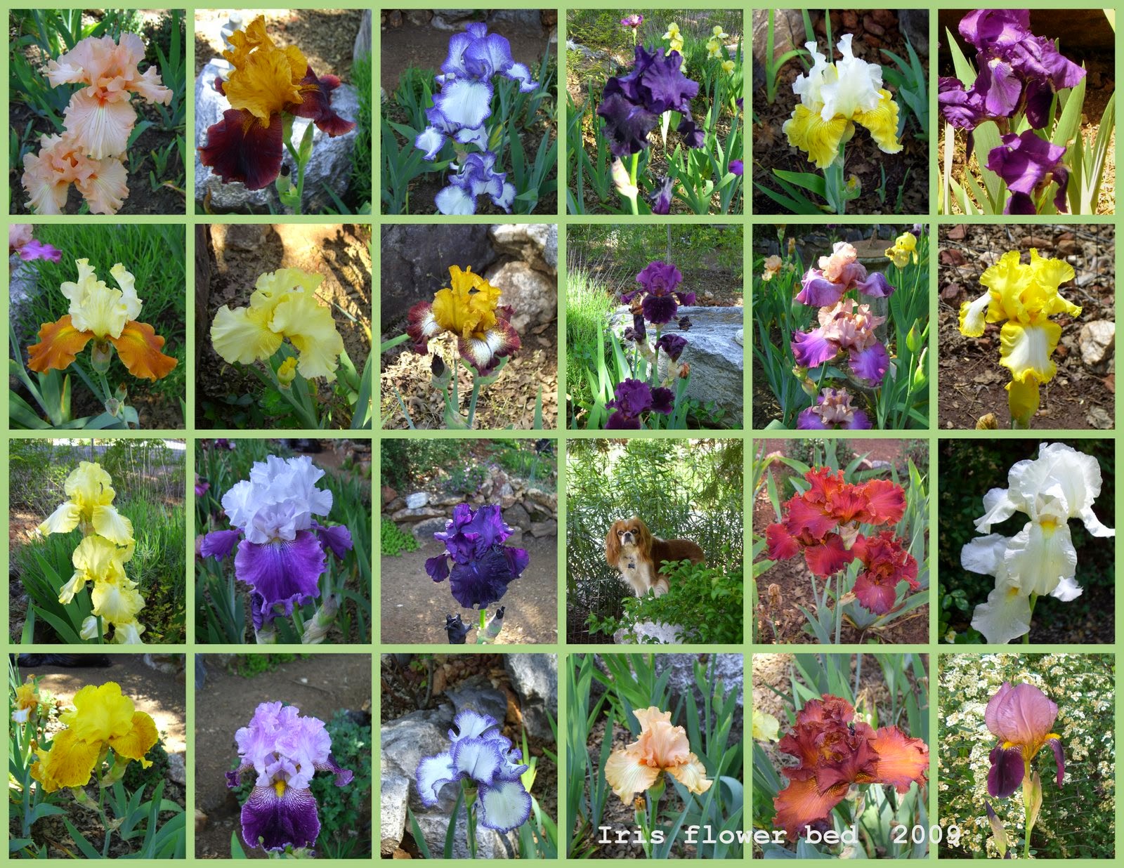 Iris Flowers  2009