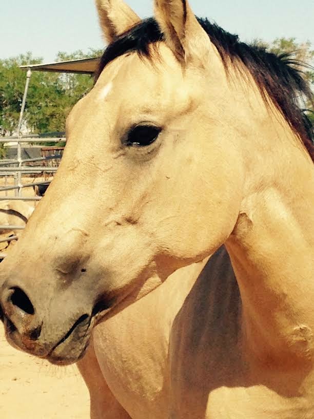 Whispering Horse Ranch