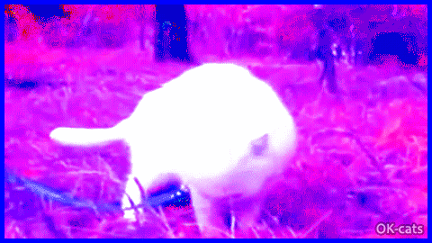 Art Cat GIF • OMG what a dramatic psychedelic psycho white Kitten! So scared... Art Cat GIF • OMG what a dramatic psychedelic psycho white Kitten! So scared...