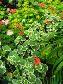 Zonal geraniums Pelargonium x hortorum Allan Gardens Conservatory 2015 Spring Flower Show by garden muses-not another Toronto gardening blog 