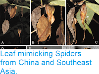 http://sciencythoughts.blogspot.co.uk/2016/11/leaf-mimicking-spiders-from-china-and.html