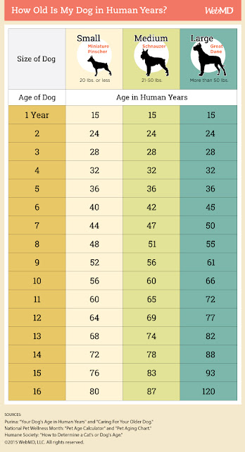 dog chart years dog chart years