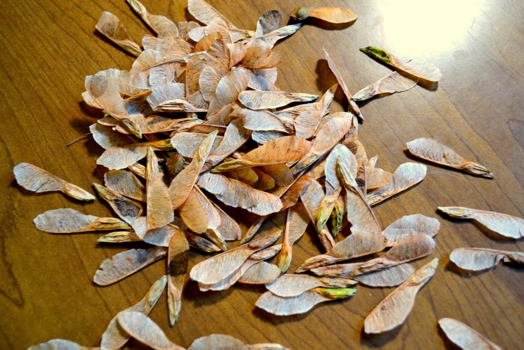 TEODECO Maple seeds / Ahornfrucht