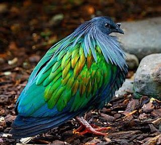 Junai Emas,si burung merpati nan eksotis Junai Emas,si burung merpati nan eksotis