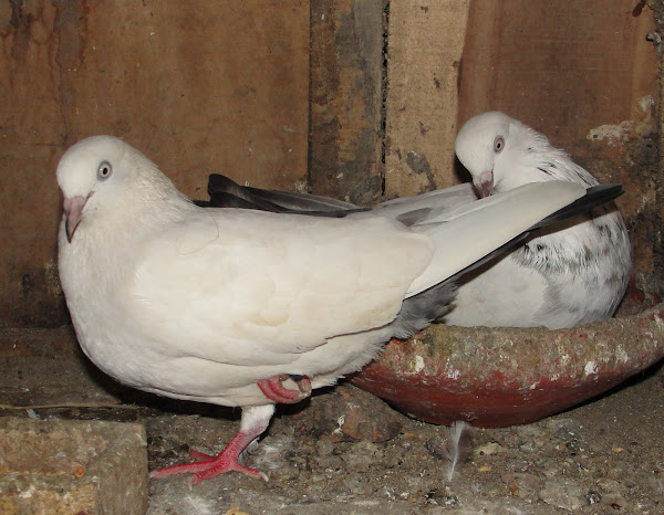 pigeon, pigeon breeds, pigeon rearing, pigeon photo, pigeon, images, pigeon picture, white pigeon