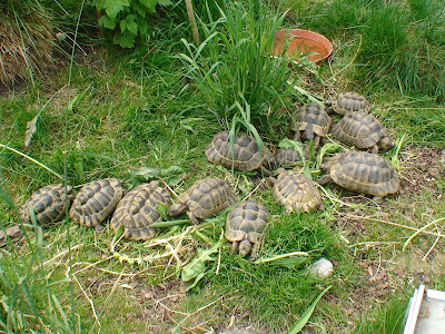 Land-Schildkröten Blog, Haltung und Pflege: April 2016