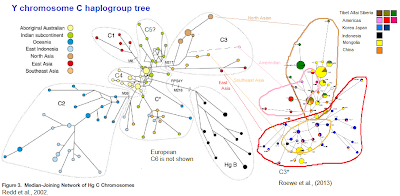 C haplogroup tree