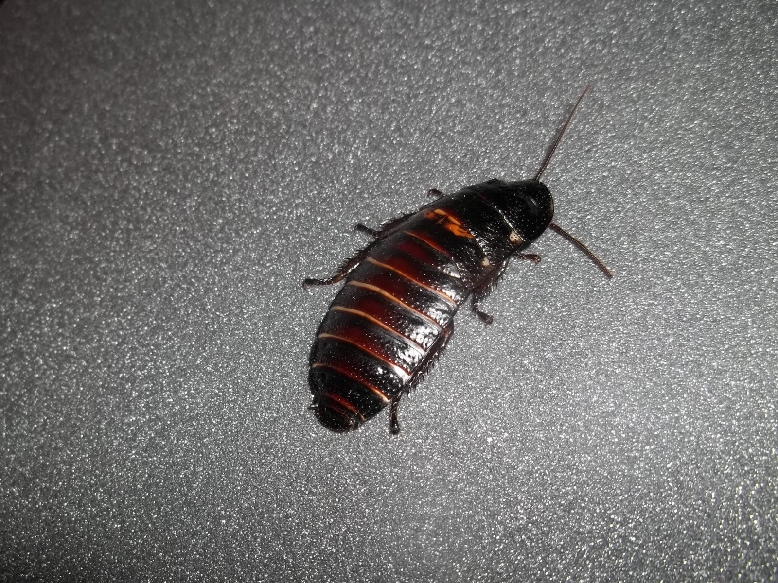 That Crazy Cat Lady.: Cockroach Moult?