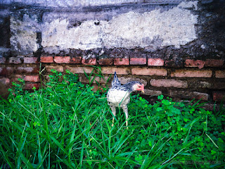 Lonely-Young Chicken On Fresh Grass In The House Yard